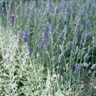 Lavandula angustifolium Munstead 2,000 seeds