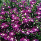 Lobelia Palace Blue-White Eye 5,000 seeds