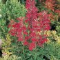 Lobelia cardinalis 2,000 seeds