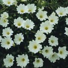 Nolana Snowbird 1,000 seeds