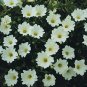 Nolana Snowbird 1,000 seeds