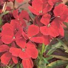 Cheiranthus cheiri Bedder Red 2,000 seeds