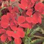 Cheiranthus cheiri Bedder Red 2,000 seeds