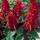 Salvia Red Pillar 1,000 seeds