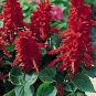 Salvia Red Pillar 1,000 seeds