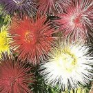 Aster Teisa Stars Mix 1,000 seeds