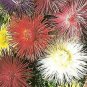 Aster Teisa Stars Mix 1,000 seeds