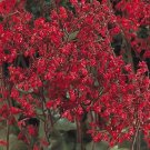 Heuchera sanguineum Sioux Falls 5,000 seeds