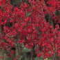 Heuchera sanguineum Sioux Falls 5,000 seeds