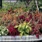 Coleus Super Rainbow Master Mix 1,000 seeds