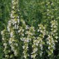 Hyssopus officinalis Nectar White 2,000 seeds