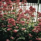 Centranthus ruber Pretty Betsy 1,000 seeds