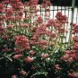 Centranthus ruber Pretty Betsy 1,000 seeds