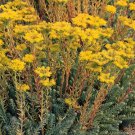 Sedum reflexum 5,000 seeds