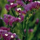 Statice QIS Dark Blue 1,000 seeds