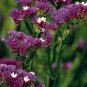 Statice QIS Dark Blue 1,000 seeds