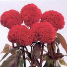 Celosia Kurume New Scarlet/Bronze Lf 1,000 seeds