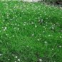 Sagina (Irish Moss) subulata Crispy 2,000 seeds