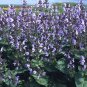 Salvia maroccana 2,000 seeds