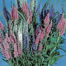 Veronica spicata Sightseeing Mix 2,000 seeds