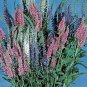 Veronica spicata Sightseeing Mix 2,000 seeds