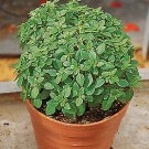 Basil Pistou 2,000 seeds