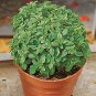 Basil Pistou 2,000 seeds