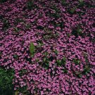 Saponaria ocymoides 2,000 seeds