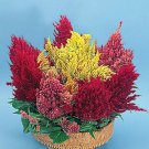 Celosia Glorious Mix 1,000 seeds