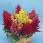 Celosia Glorious Mix 1,000 seeds