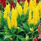 Celosia Castle Yellow 1,000 seeds