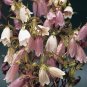 Campanula takesimana Bellringers 1,000 seeds