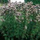 Oregano Greek Origanum vulgare hirtum 10,000 seeds