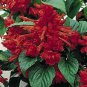 Salvia St Johns Fire 2,000 seeds