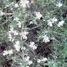 Rosemary Rosemarium officinalis 250 seeds (Primed )