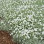 Cerastium tomentosum columnae Yo Yo 2,000 seeds
