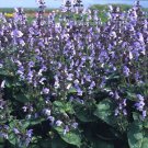 Salvia maroccana 2,000 seeds