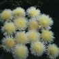 Centaurea Imperial White Bride 2,000 seeds
