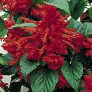 Salvia St Johns Fire 2,000 seeds