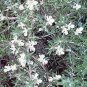 Rosemary Rosemarium officinalis 250 seeds (Primed )