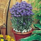 Centaurea Florence Blue 2,000 seeds
