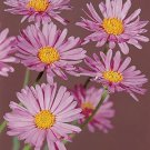 Aster alpinus Beauty Rose 1,000 seeds