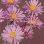 Aster alpinus Beauty Rose 1,000 seeds