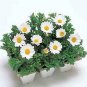 Chrysanthemum Snowland 1,000 seeds