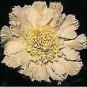 Scabiosa ochroeleuca Yellow 1,000 seeds