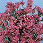 Statice Fortress Rose 1,000 seeds