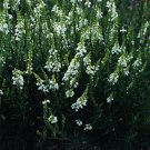 Linaria purpurea Rev C E Bowring 2,000 seeds