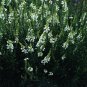 Linaria purpurea Rev C E Bowring 2,000 seeds
