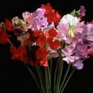 Sweet Pea Monster Mix 1,000 seeds
