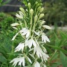 Lobelia cardinalis Alba 1,000 seeds